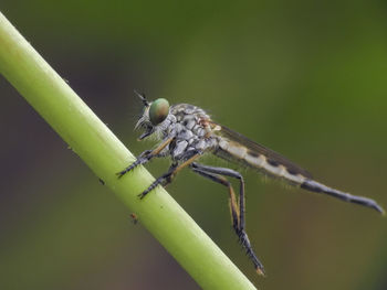 Close-up of insect on plant