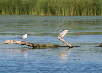 Birds on a lake