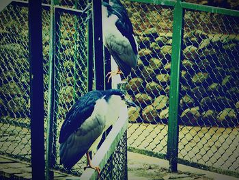 Close-up of parrot perching in cage