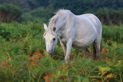 Horse standing on field