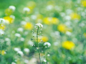 Close-up of yellow flowering plant