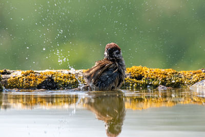 Bird perching on a lake