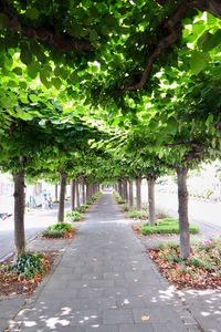 Street amidst trees in city