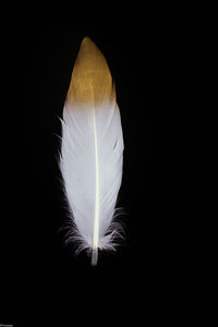 Close-up of feather against black background