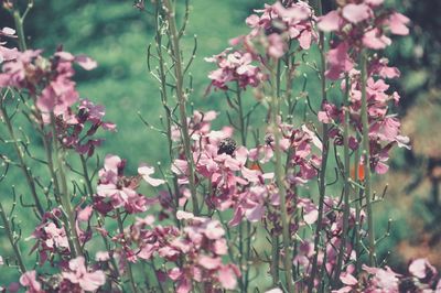 Close-up of pink flowering plants