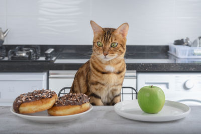 The cat chooses between fruit and donut. the concept of proper nutrition.