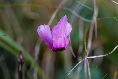 Close-up of purple flowering plant