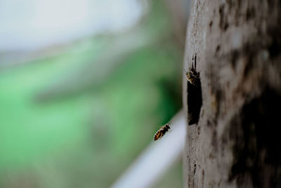 Close-up of insect on tree trunk