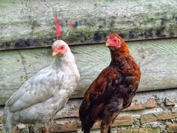 Close-up of birds on wall