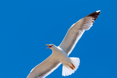 Low angle view of seagull flying against clear blue sky