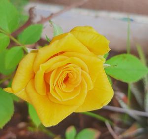 Close-up of yellow rose