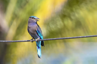 Close-up of bird perching on cable