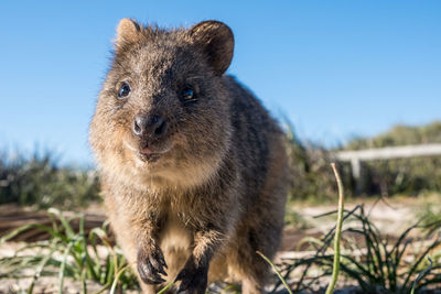 Close-up of a quokka on rottnest island