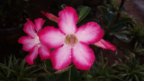 Close-up of wet pink flower