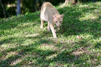 Cat in a field