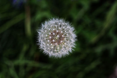 Close-up of dandelion flower