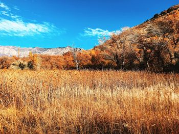 Scenic view of dry grass on field against sky