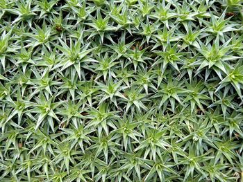 Full frame shot of plants growing on field