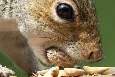 Close-up of animal eating