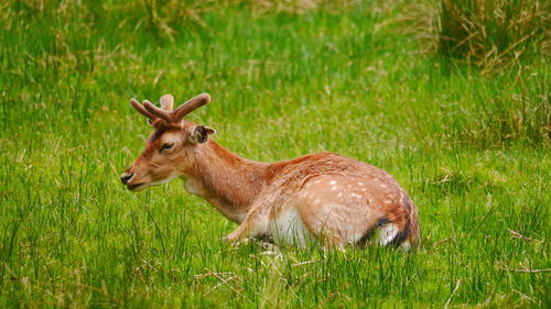 Side view of deer on field