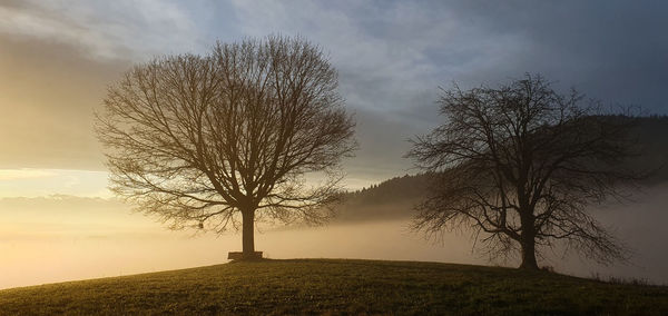 Silhouette bare tree on field against sky during sunset