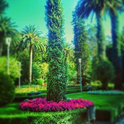 Pink flowers growing in park