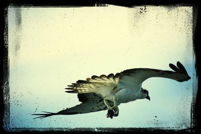 Low angle view of birds in flight