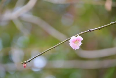 Close-up of pink cherry blossom on twig