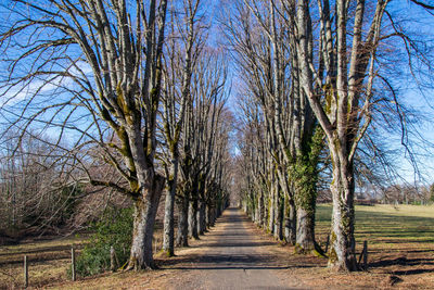 Footpath amidst bare trees against sky