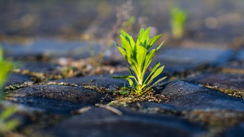 Close-up of plant growing on field