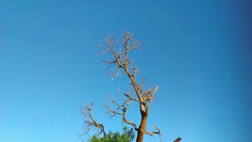 Low angle view of bare tree against clear blue sky