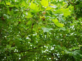 Low angle view of trees