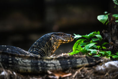 Close-up of a lizard