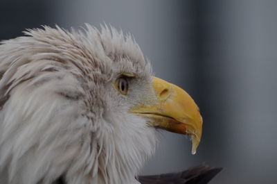 Close-up of a bird