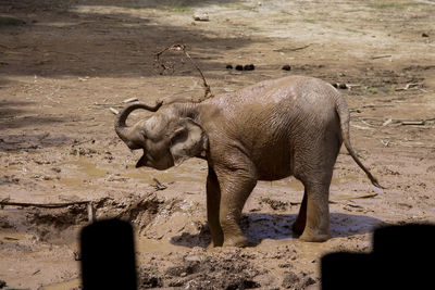 Elephant in water