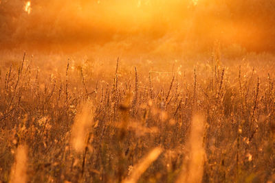 Plants on field during sunset