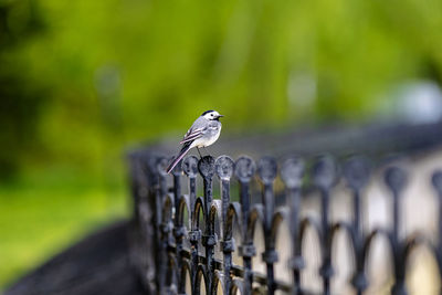 Lone wagtail