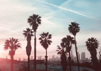 Palm trees against sky during sunset