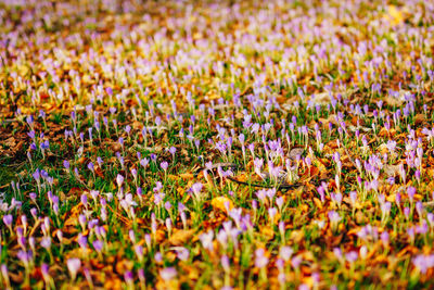 Full frame shot of purple flowering plants on field