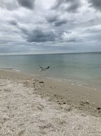 Seagulls on beach