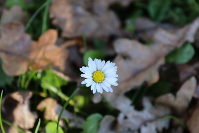 Close-up of white daisy flower