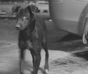 Rear view of dog