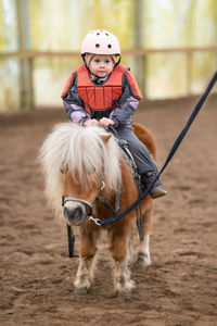 Close-up of horse standing on field