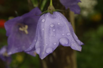 Close-up of wet purple flower blooming outdoors