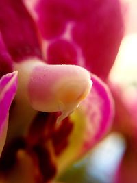 Close-up of flower blooming outdoors