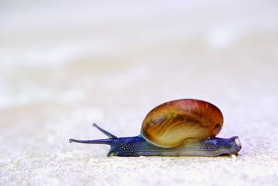 Close-up of snails crawling on the ground