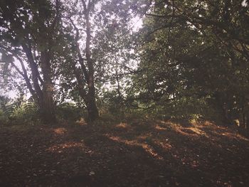 Trees in forest