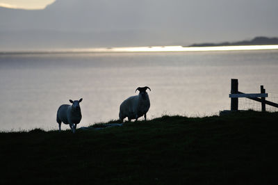 Scenic  view of sheep on field
