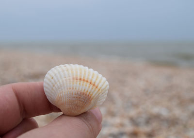 Close-up of hand holding seashell on beach