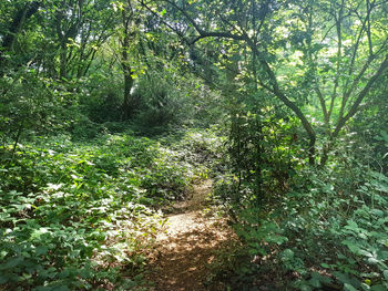 Trees growing in forest